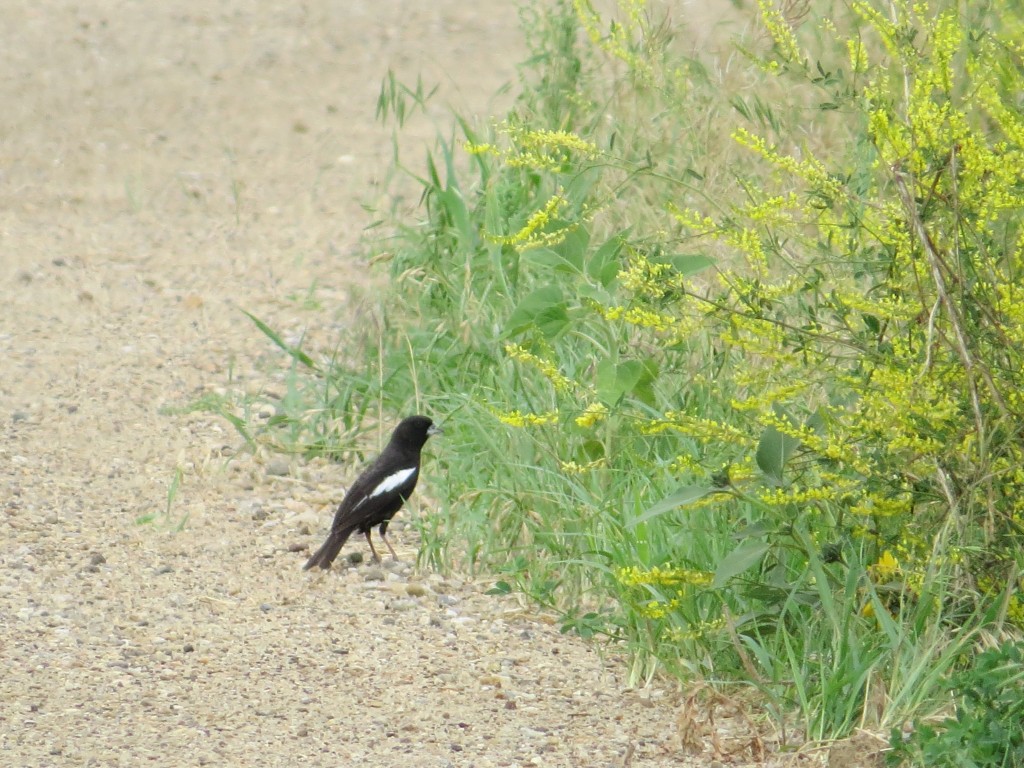 Lark Bunting