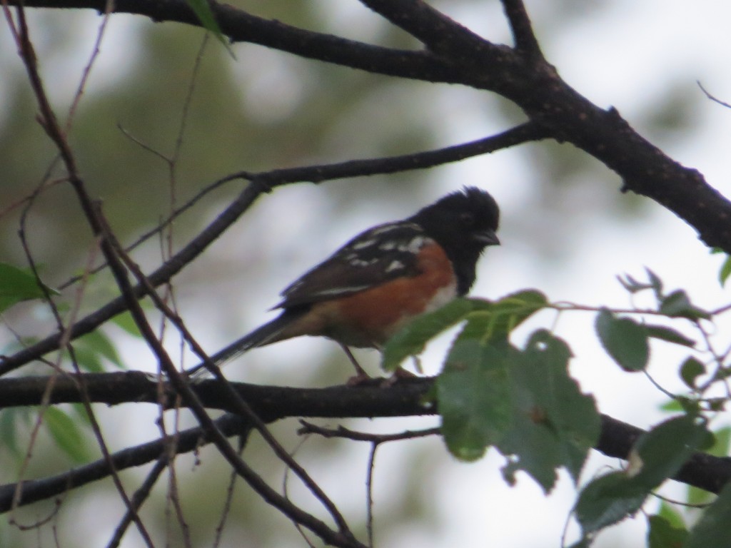 Spotted Towhee