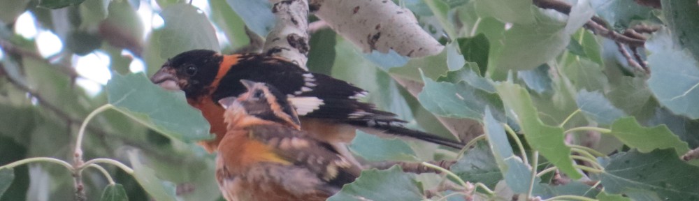 Black-headed Grosbeaks