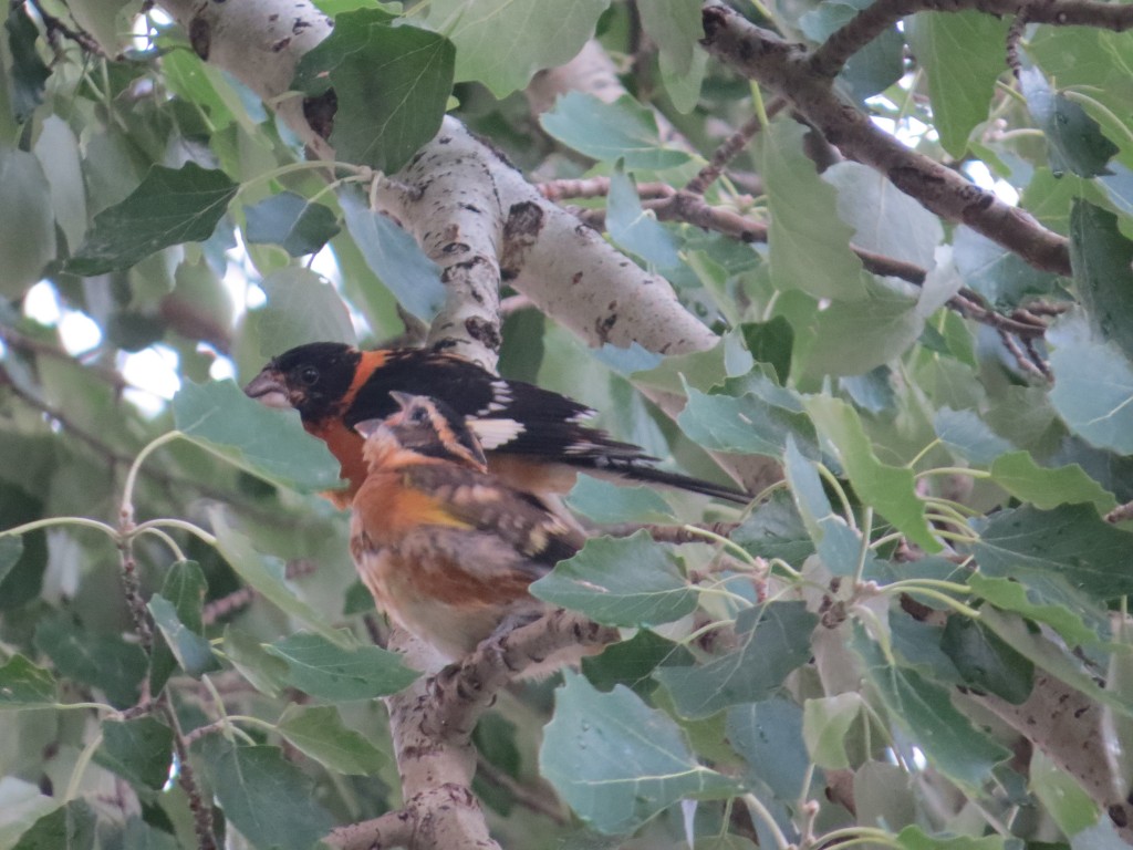 Black-headed Grosbeaks