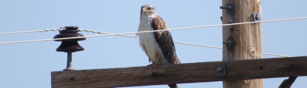 Ferruginous Hawk