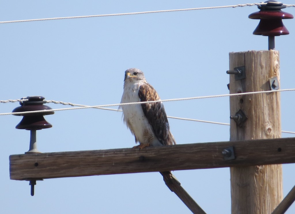 Ferruginous Hawk