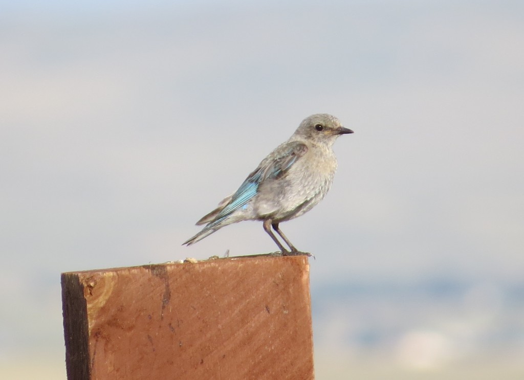 Female Mountain Bluebird 