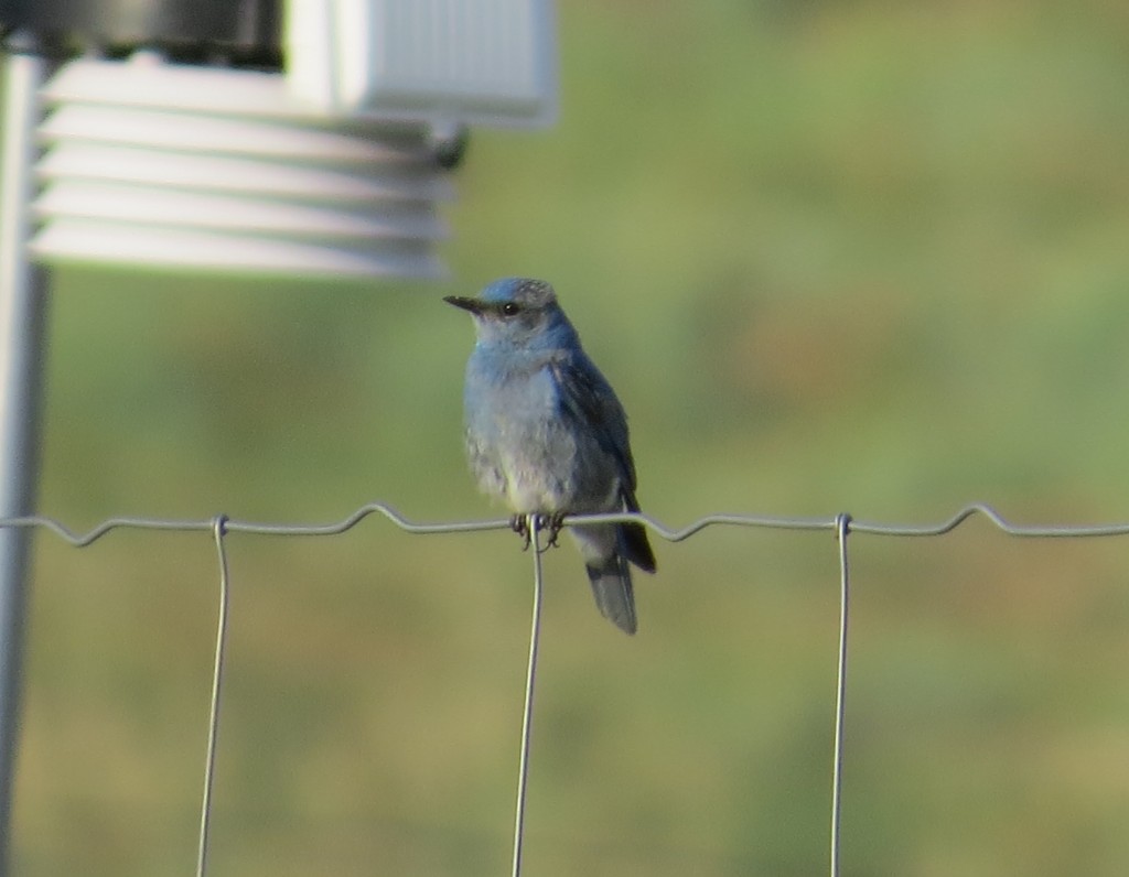 Male Mountain Bluebird