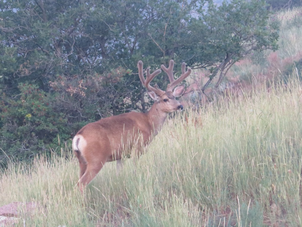 Mule Deer Buck