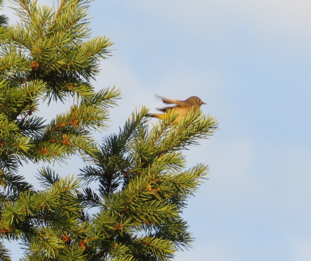 Virginia's Warbler