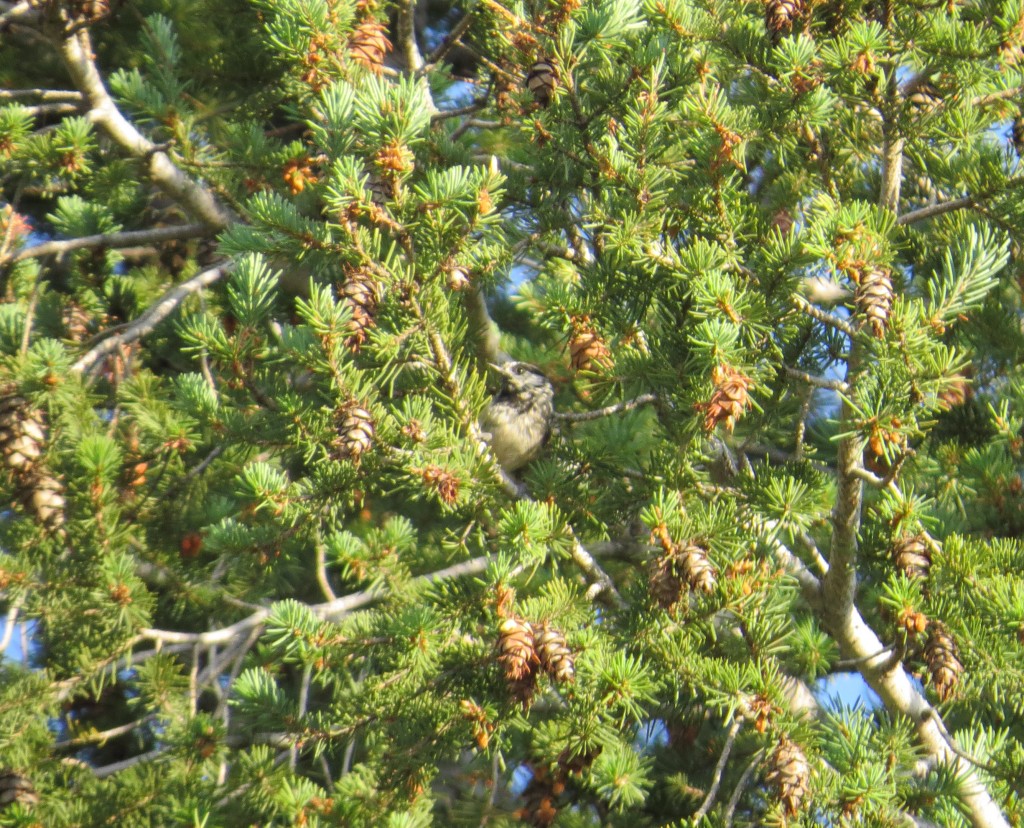 Mountain Chickadee