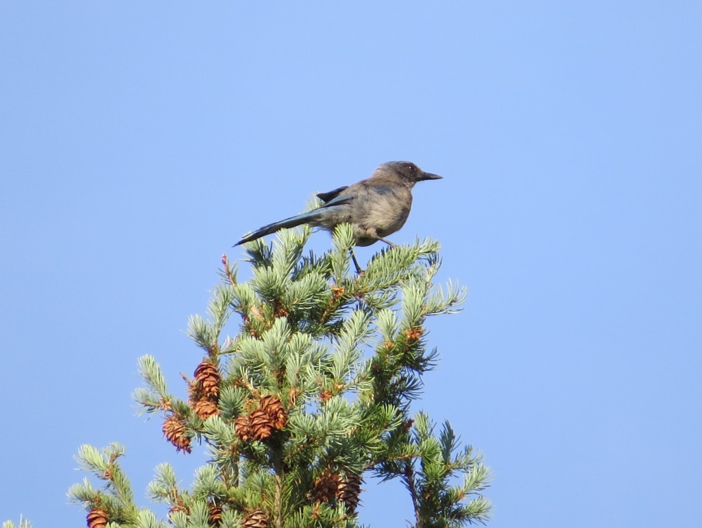 Western Scrub Jay