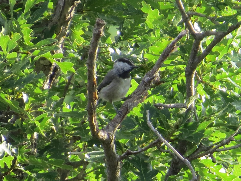 Mountain Chickadee