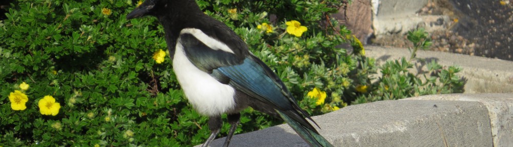 Black-billed Magpie