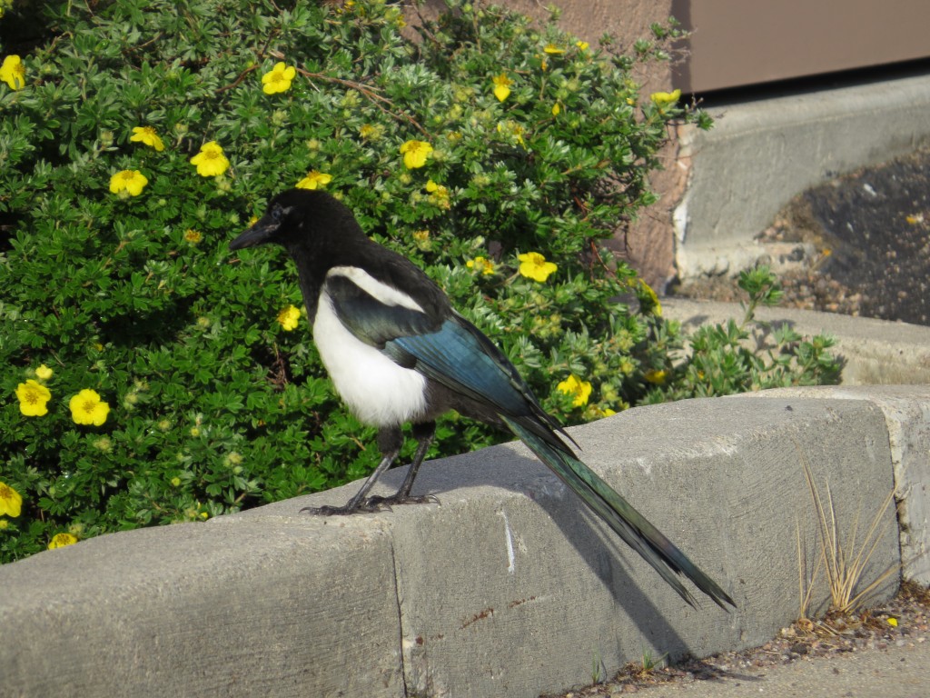 Black-billed Magpie