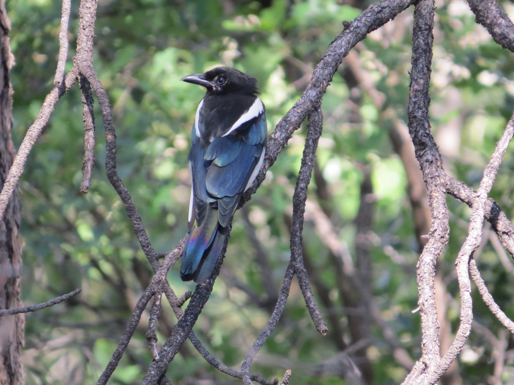 Black-billed Magpie