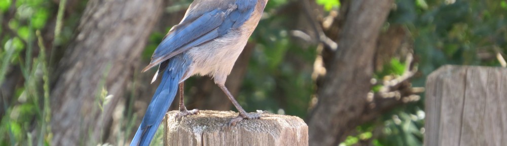 Evan's Western Scrub Jay lifer