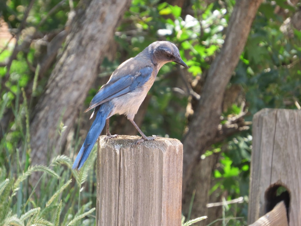 Evan's Western Scrub Jay lifer