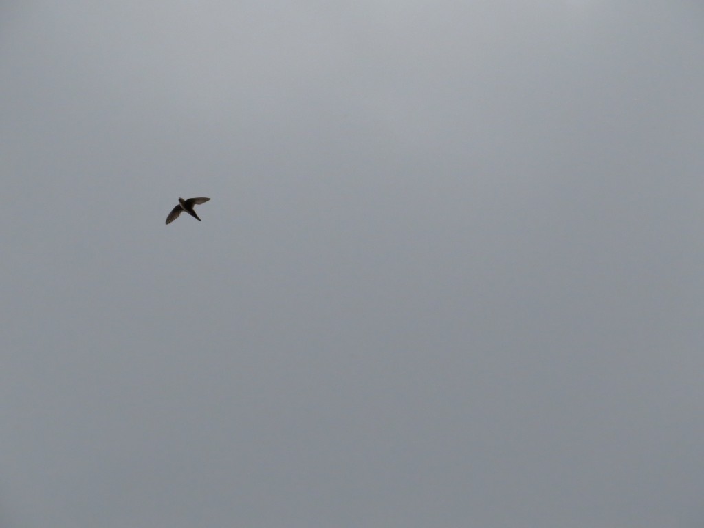 White-throated Swift (if you squint)