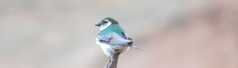 Violet-green Swallow