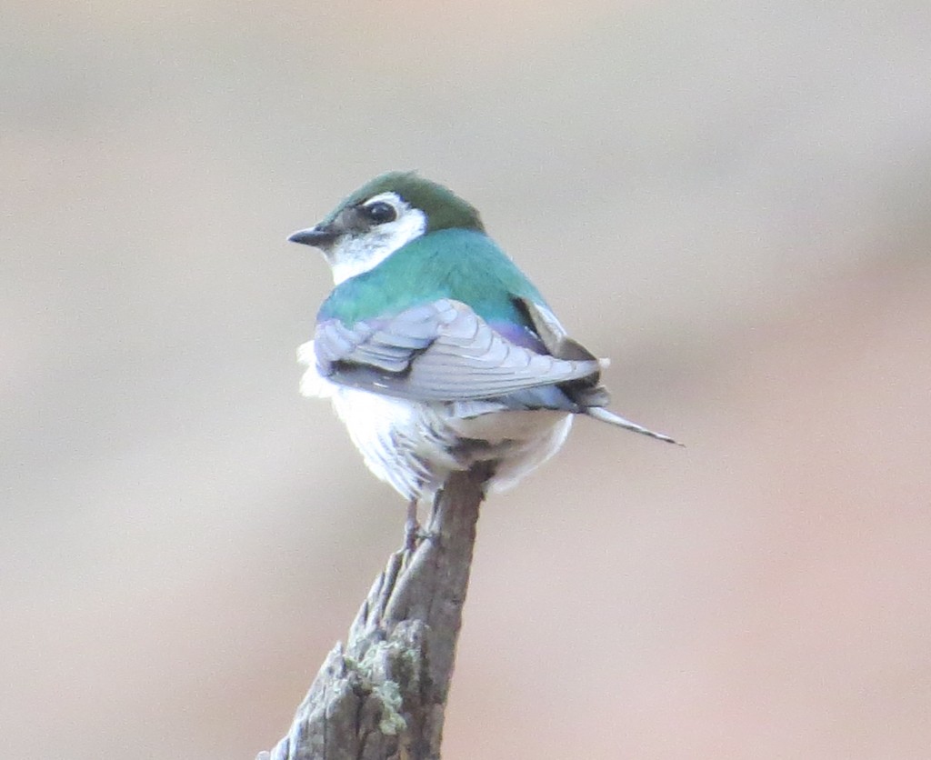 Violet-green Swallow