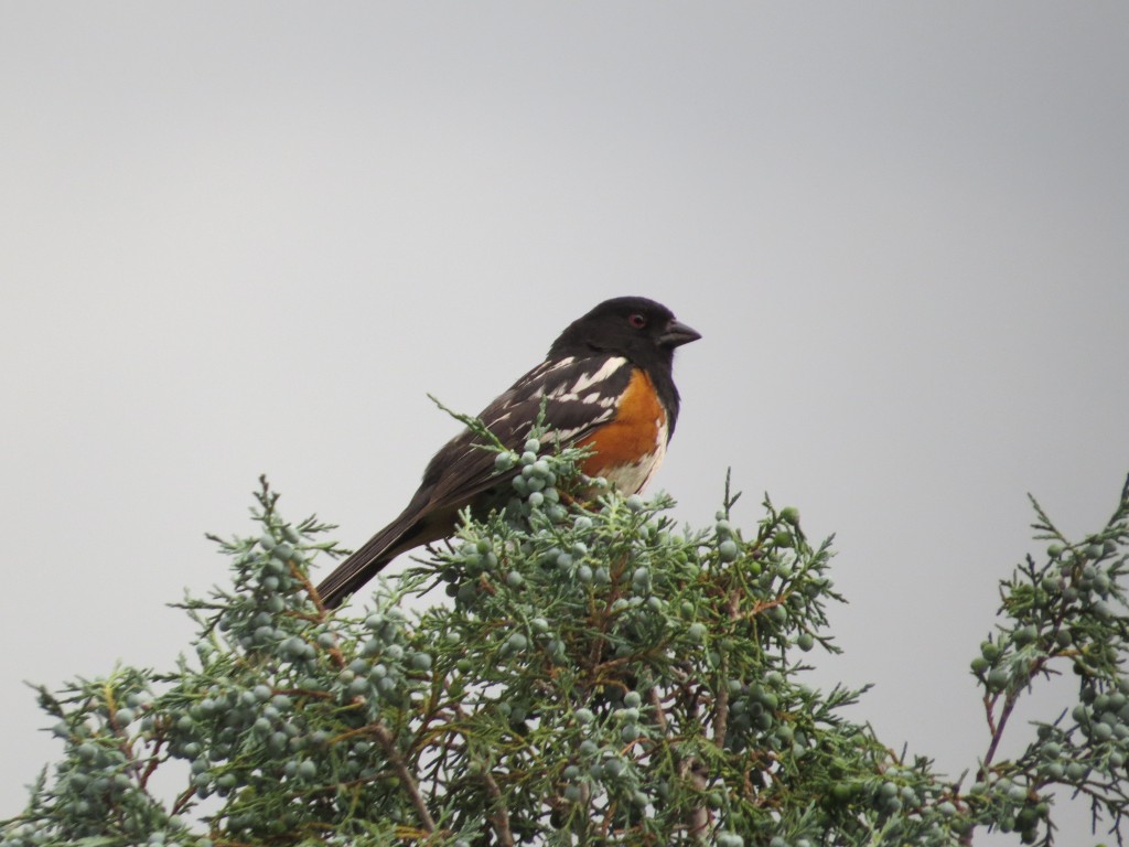 Spotted Towhee