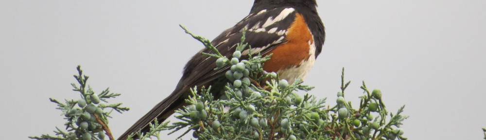 Spotted Towhee