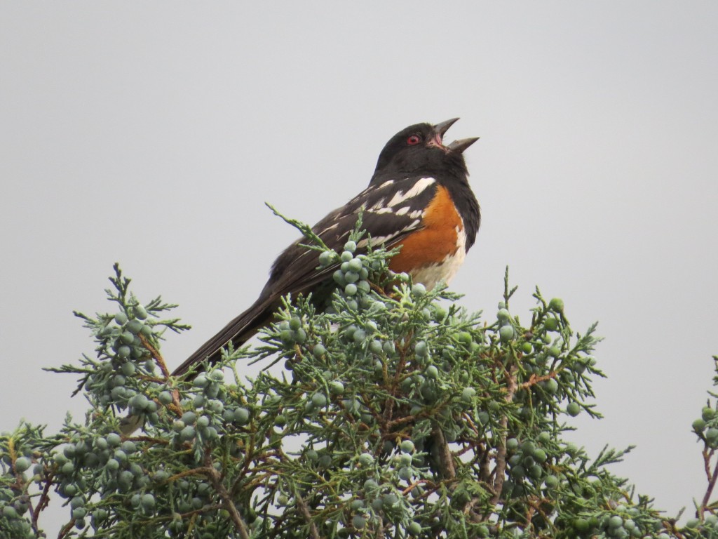 Spotted Towhee