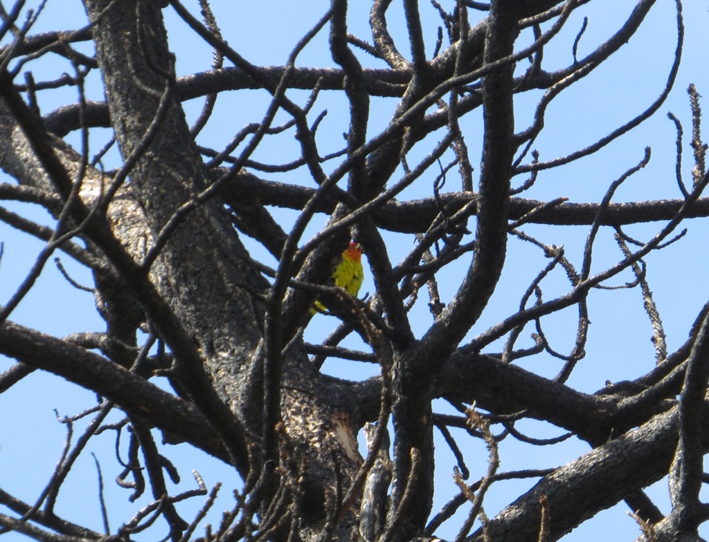 Western Tanager