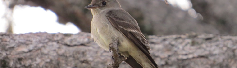 Western Wood Pewee