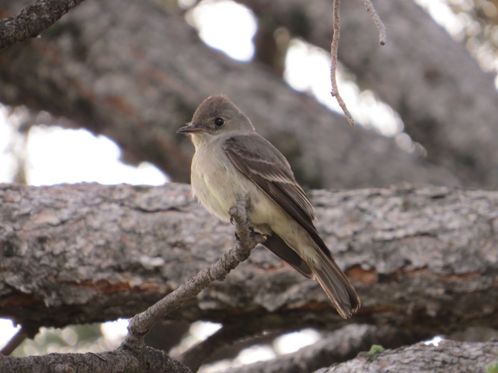 Western Wood Pewee