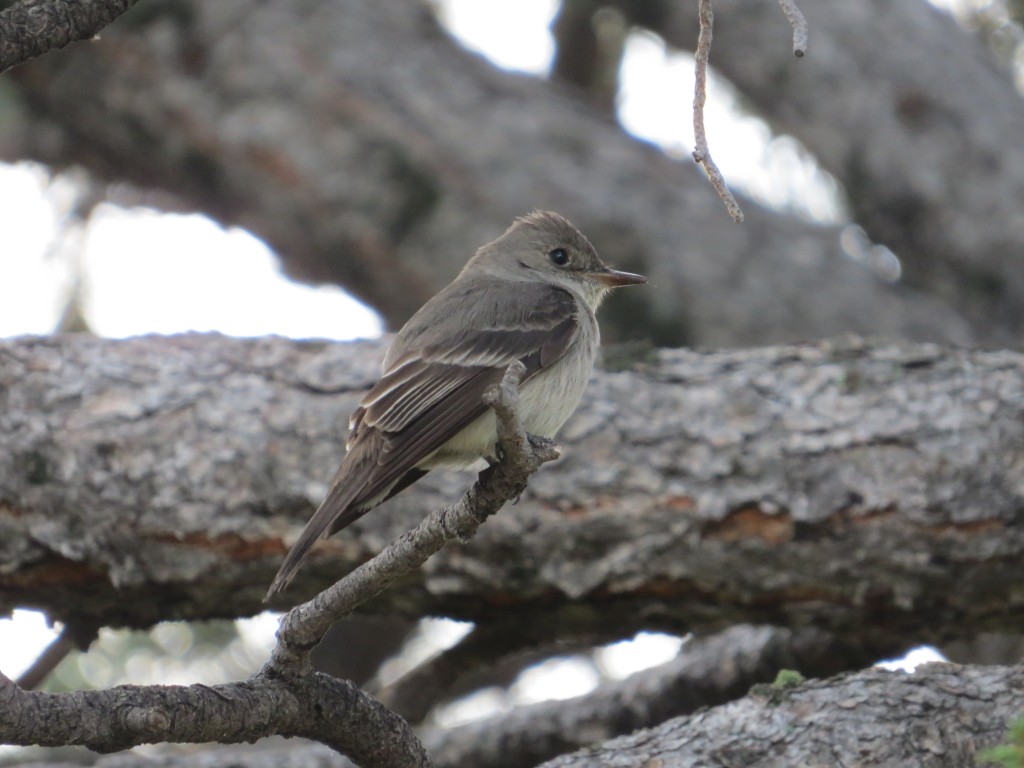 Western Wood Pewee