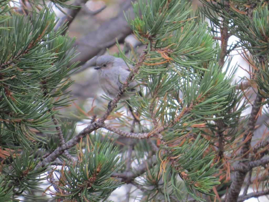 Bushtit - It's okay to giggle.