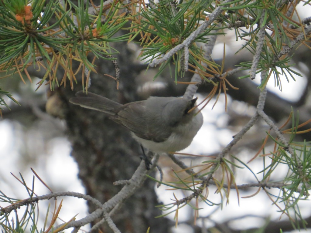 Bushtit