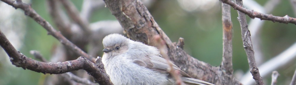 Bushtit