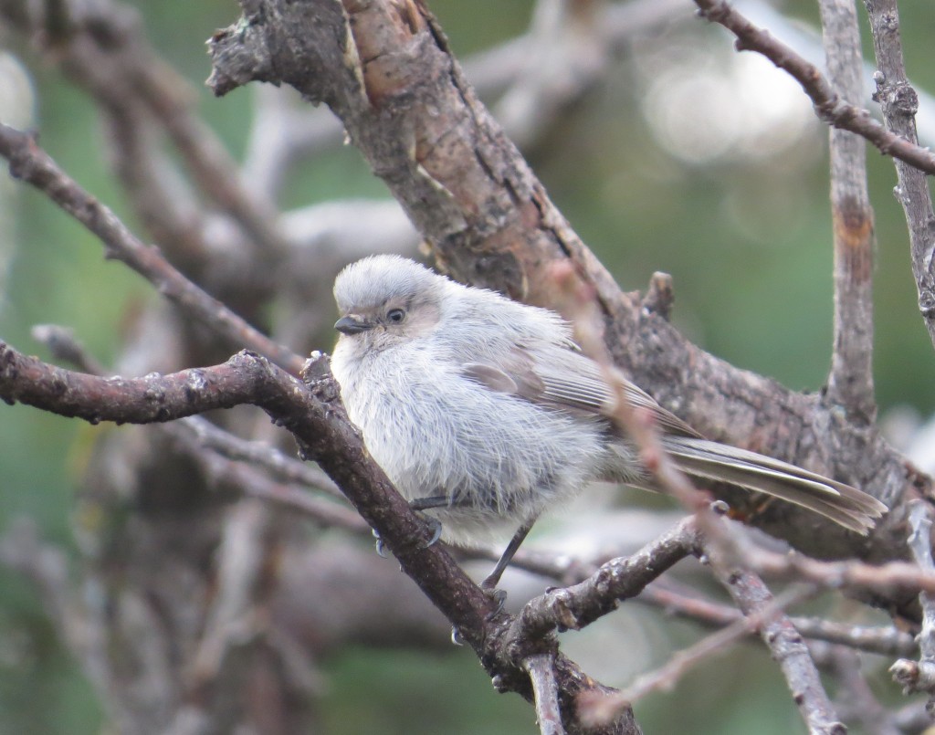 Bushtit