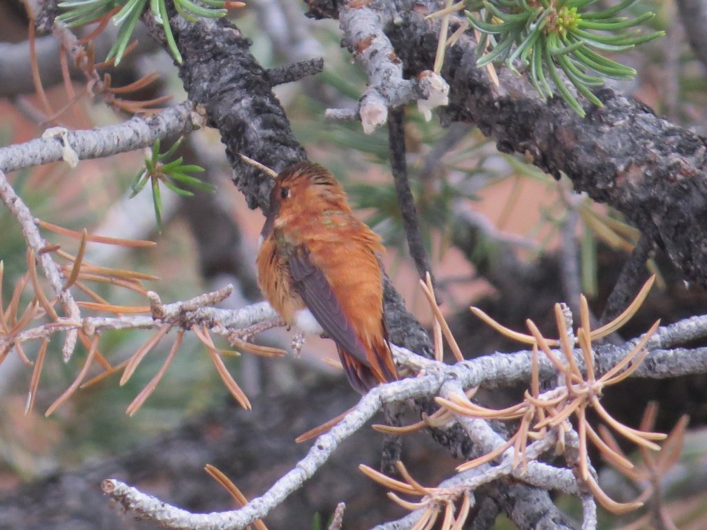 Rufous Hummingbird