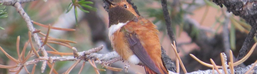 Rufous Hummingbird