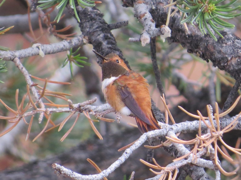 Rufous Hummingbird