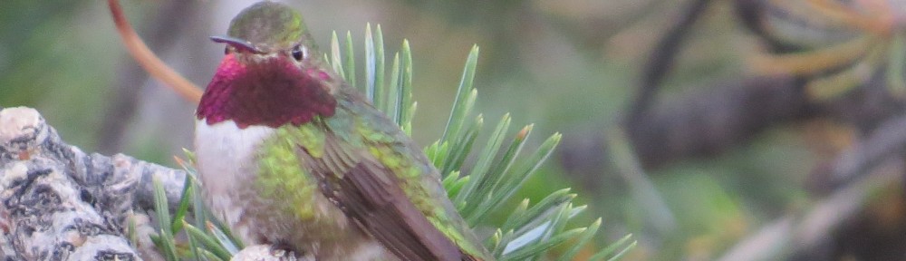 Broad-tailed Hummingbird