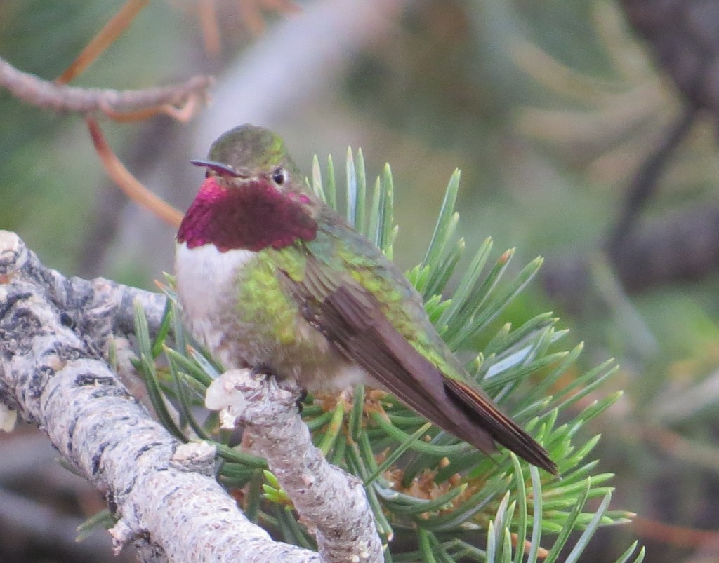 Broad-tailed Hummingbird