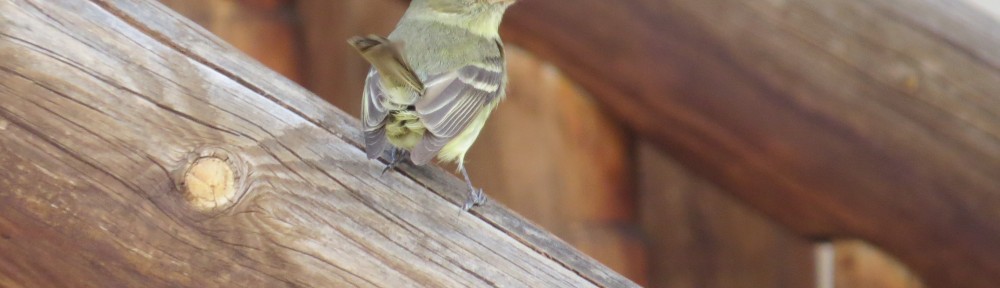 Cordilleran Flycatcher
