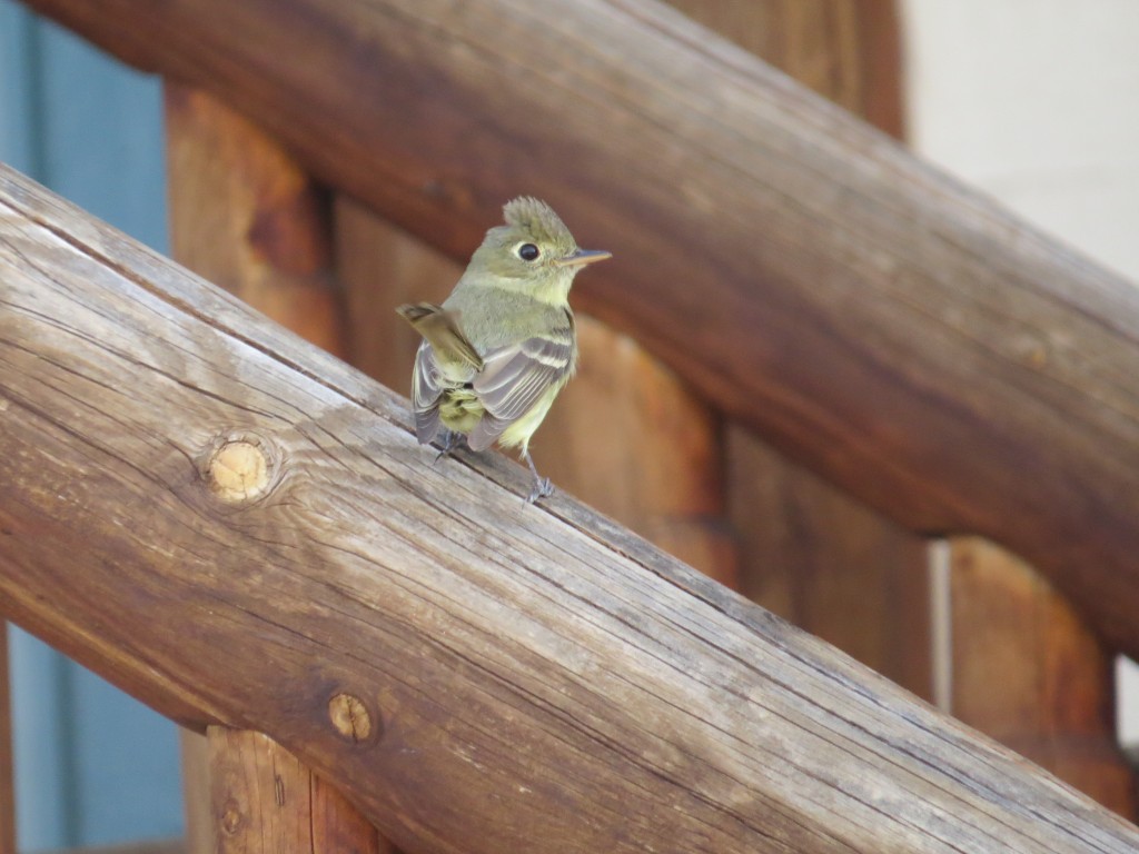 Cordilleran Flycatcher