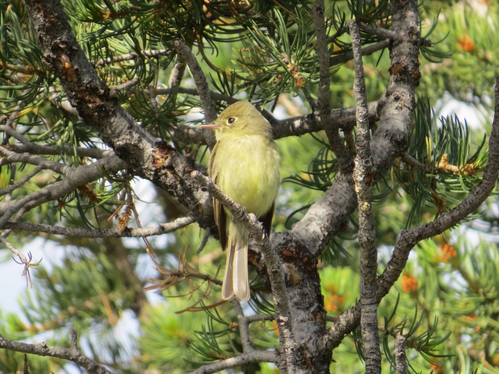 Cordilleran Flycatcher