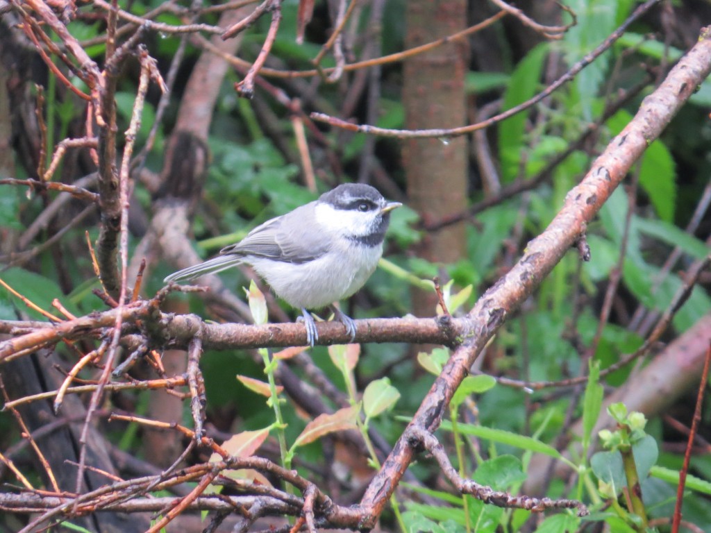 Mountain Chickadee