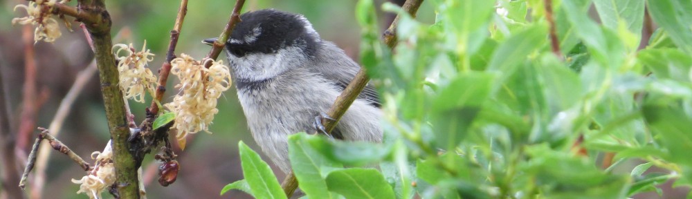 Mountain Chickadee