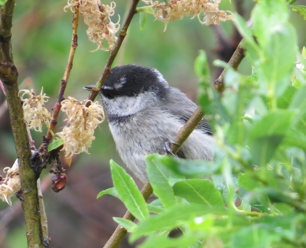 Mountain Chickadee