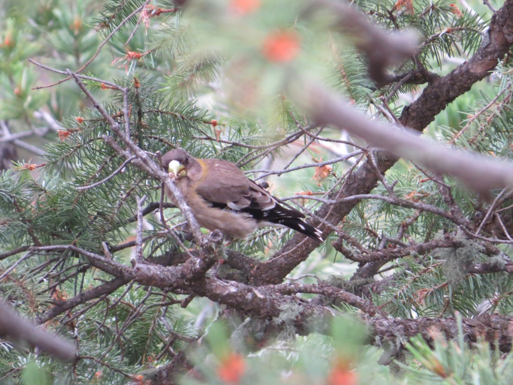 Evening Grosbeak Female