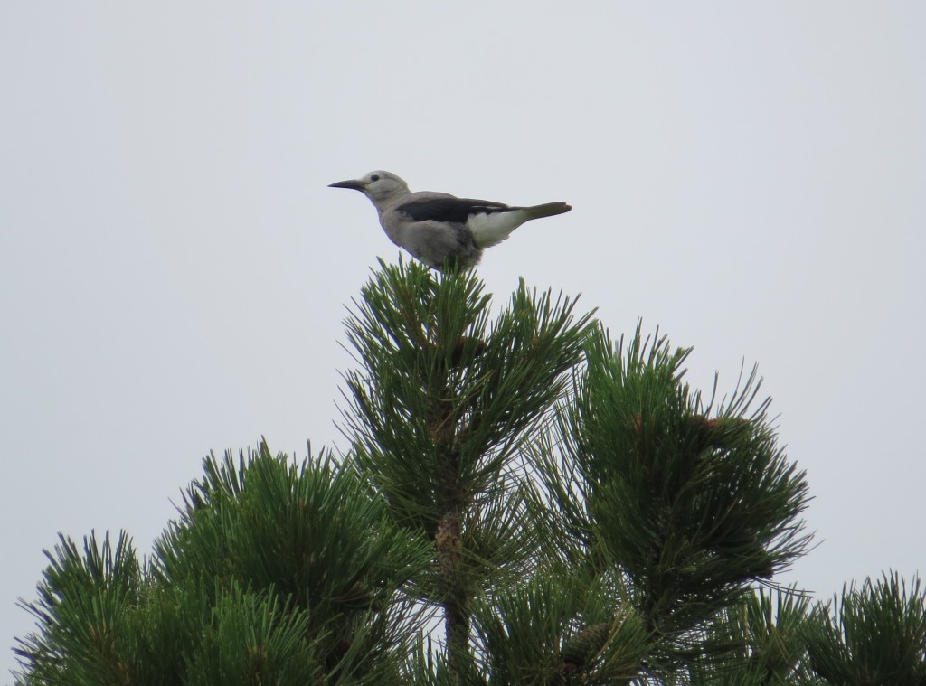 Clark's Nutcracker