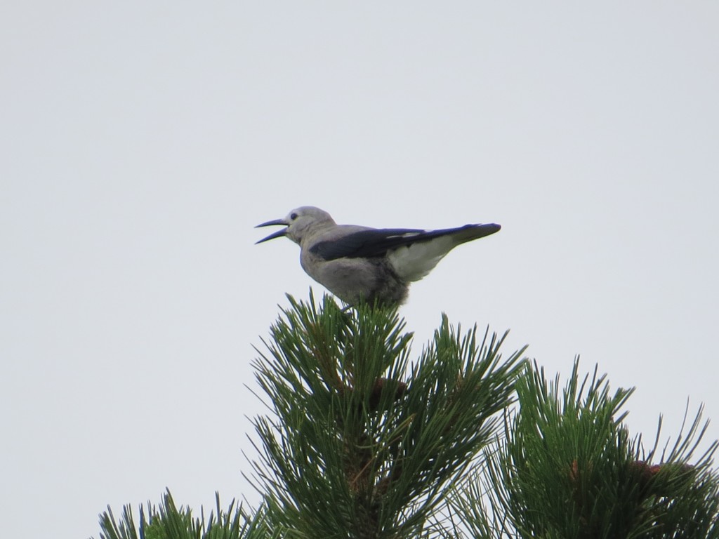 Clark's Nutcracker