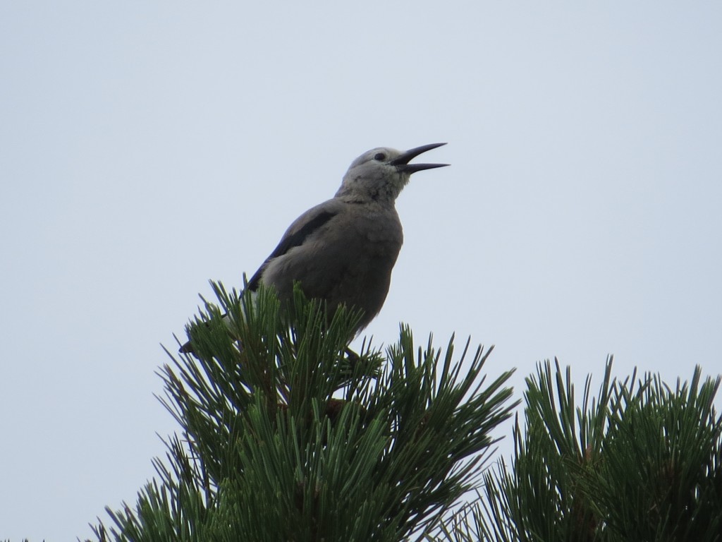 Clark's Nutcracker