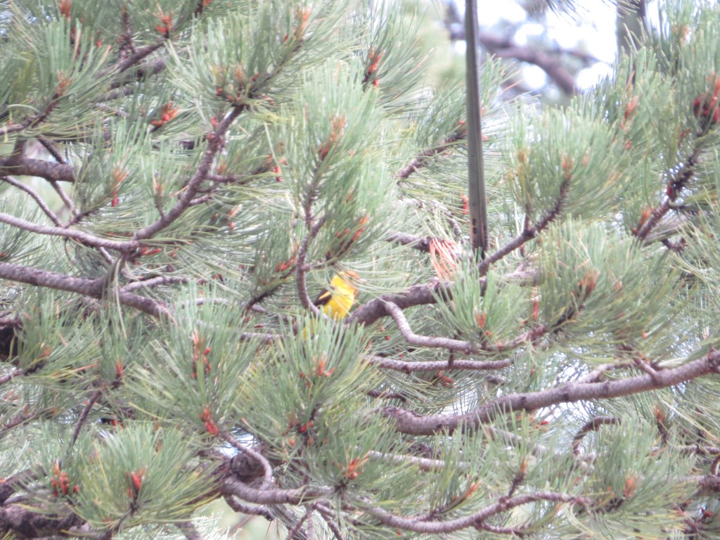 Western Tanager