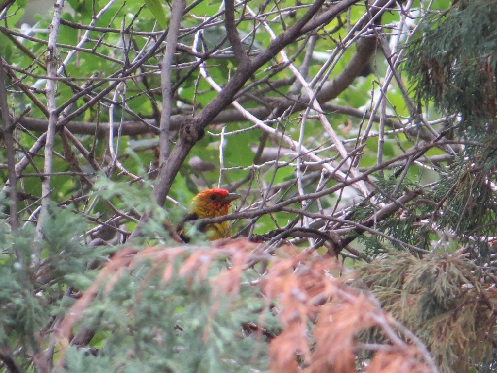 Western Tanager