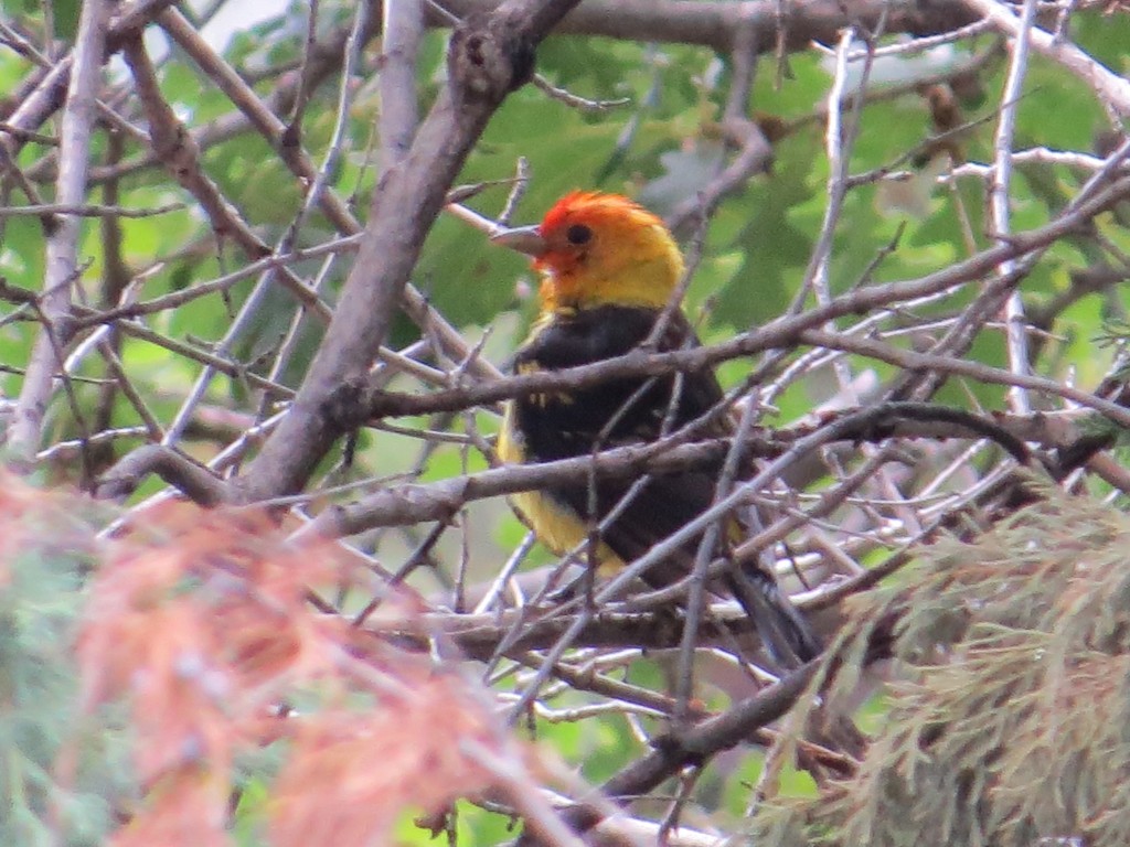 Western Tanager